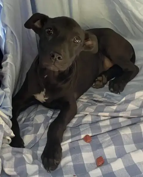 Brandy photo 4