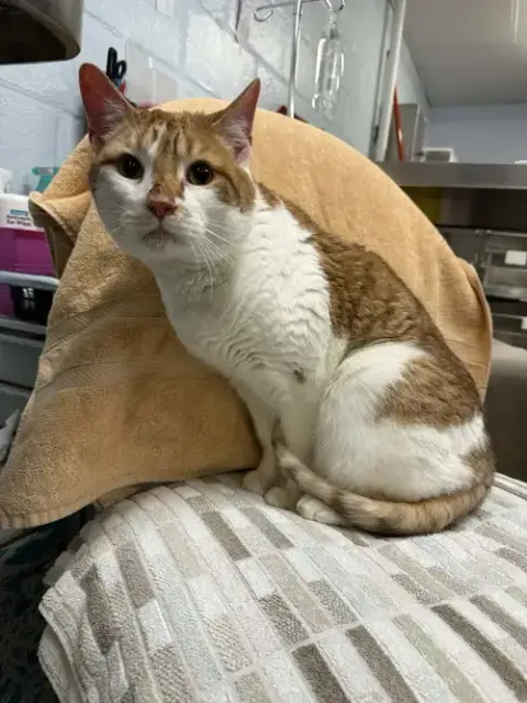 Fitz *Declawed*