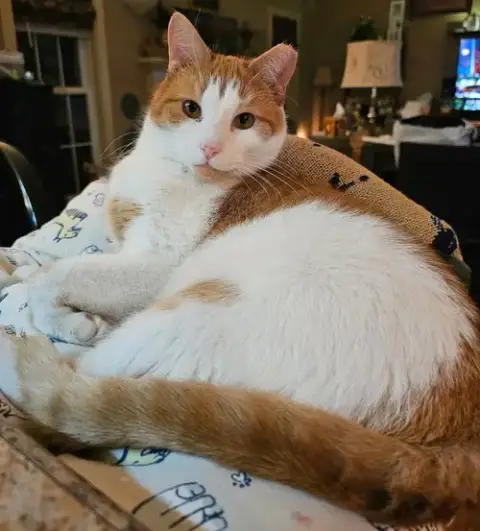Ernie