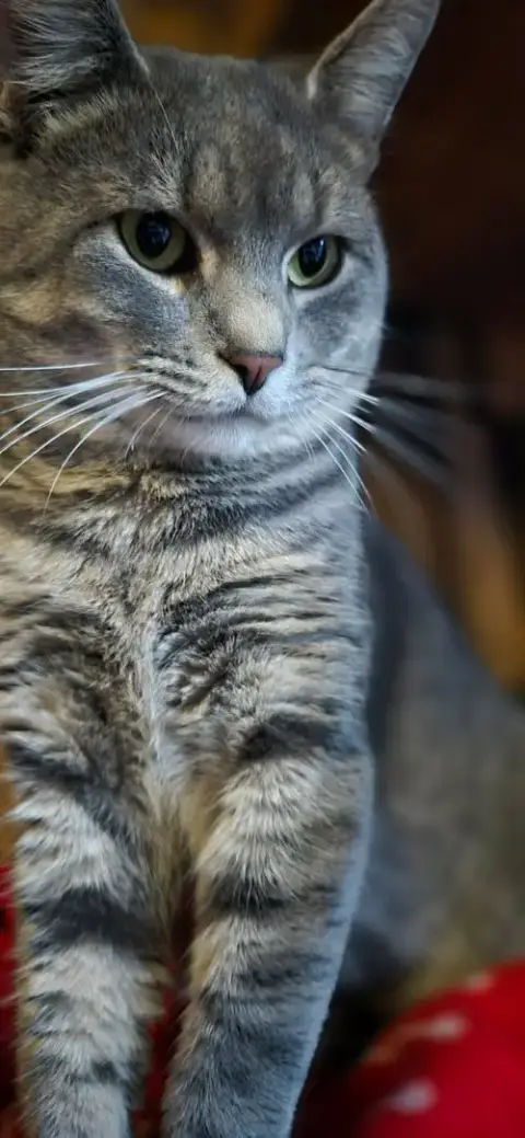 Jynx photo 5