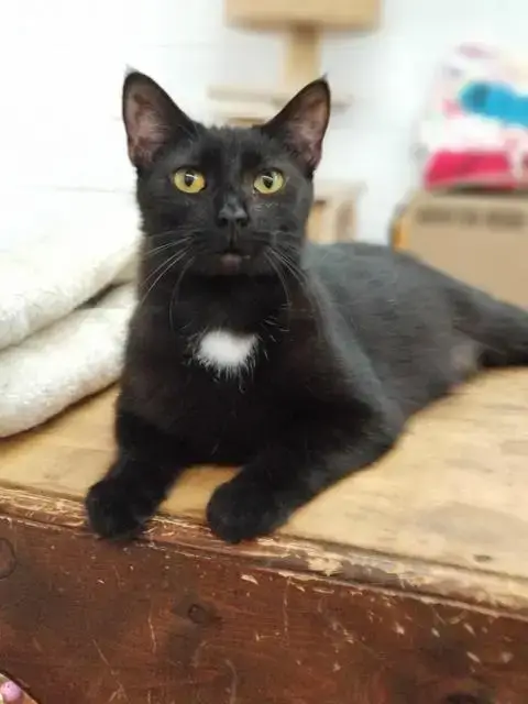 Soot photo 2