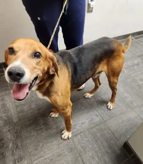 Ranger *Adopt Or Foster*