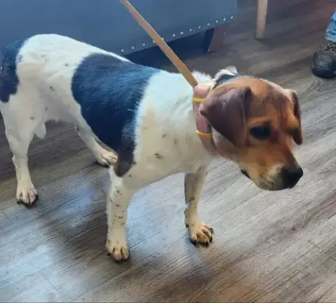 Honey *Adoption Pending* photo 3