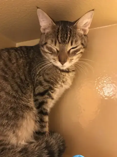 Tiggie photo 4