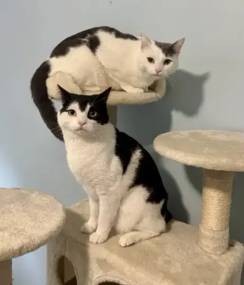 Pocket & Posey
