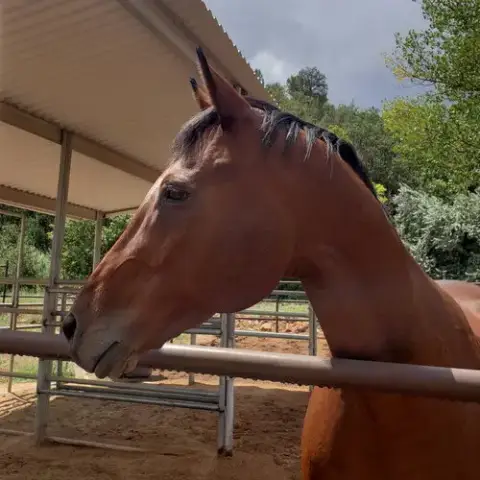 Piper