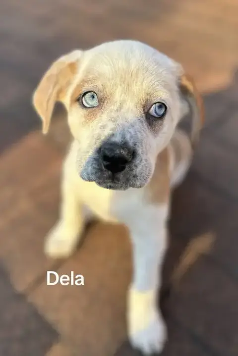 Dela