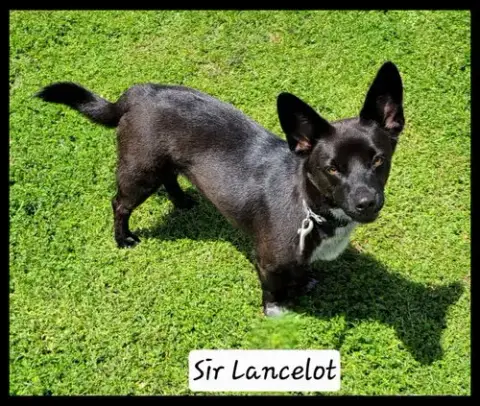 Sir Lancelot