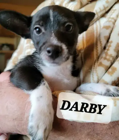 Darby photo 4