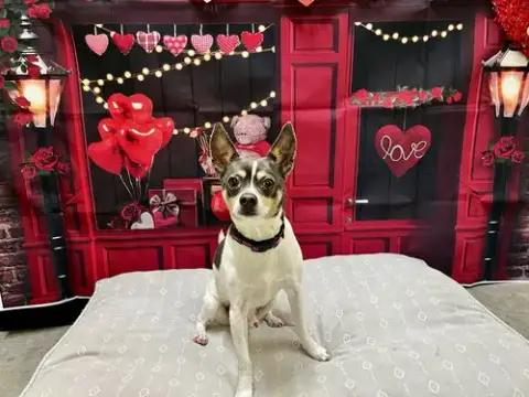 Mooshu photo 2