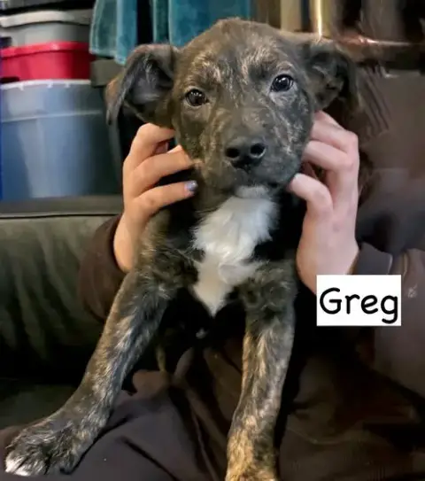 Greg