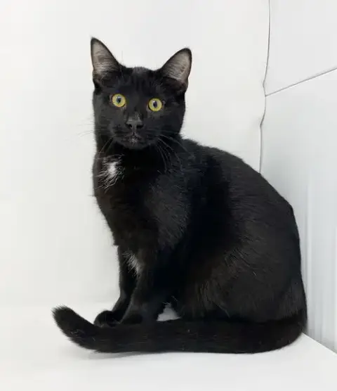 Ct Litter Felicity photo 4