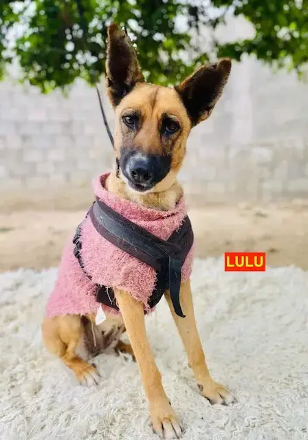 Lulu
