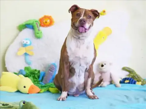 Louie