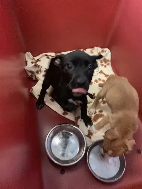 Colada