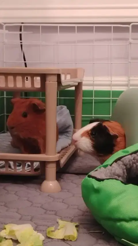 Pixie & Poppy