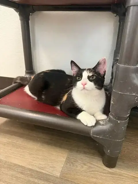 Cat 27393
