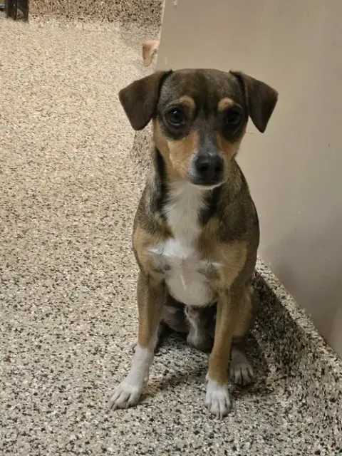 Frankie