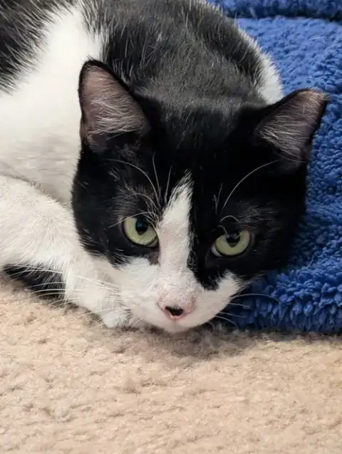 Oreo photo 2