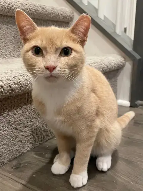 Mochi photo 3