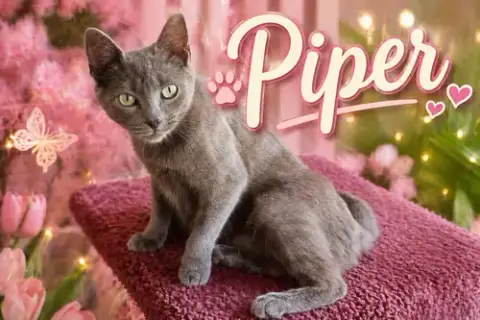 Piper