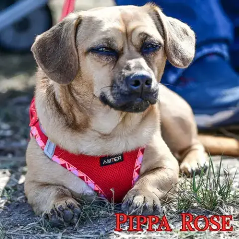 Pippa Rose photo 3