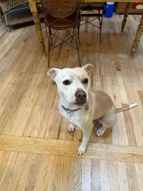 Lulu photo 2