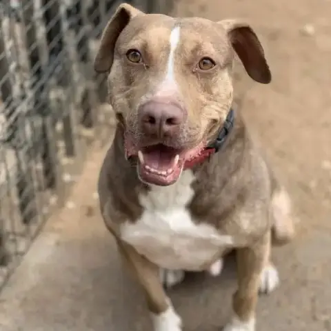 Bambam *Adopt Or Foster*