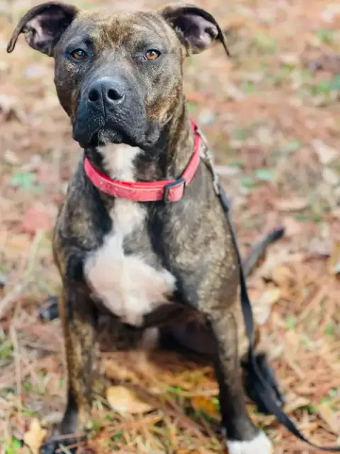 Courtesy Post..Gunner photo 2