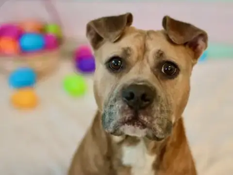 Nova