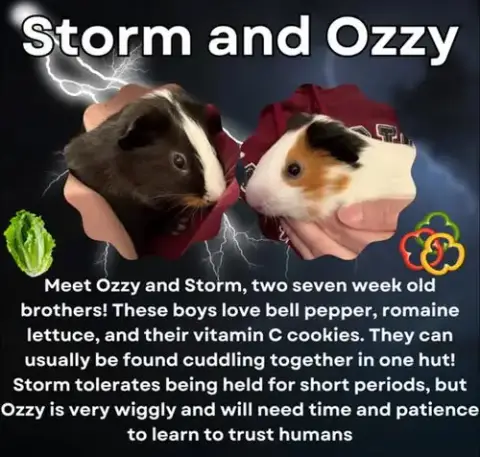 Storm And Ozzy photo 2