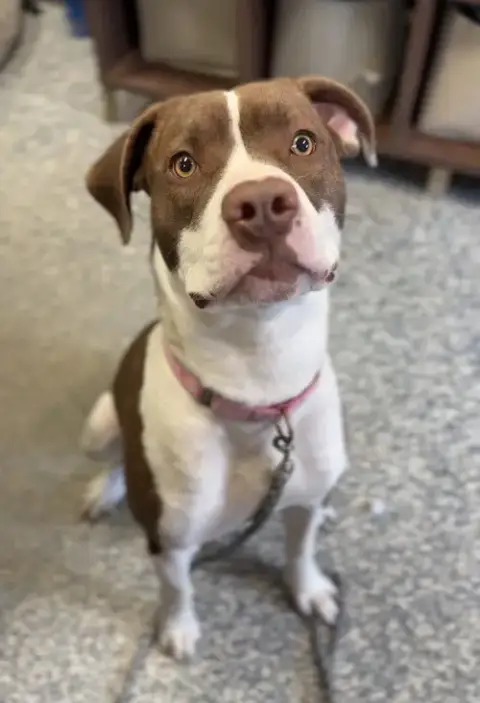 Brownie