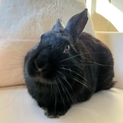 Jasmine photo 3