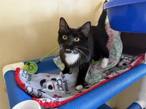 Oreo