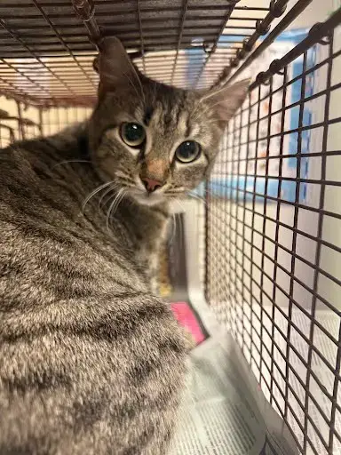 *Abby The Tabby