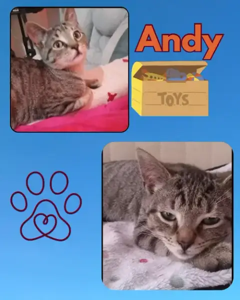 Andy photo 3