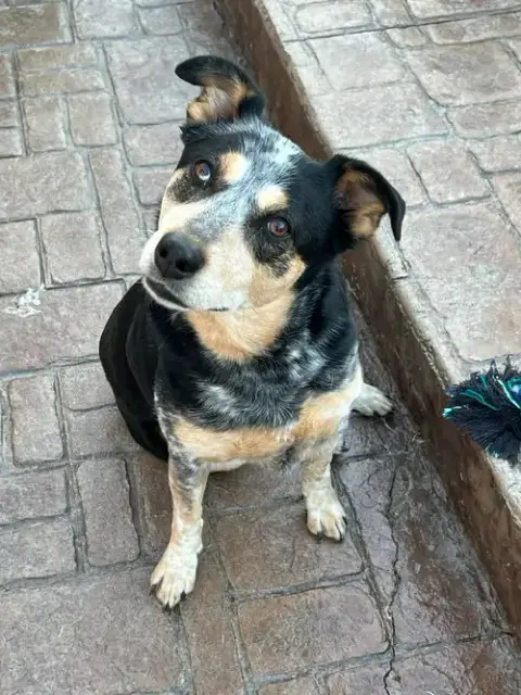 Sadie