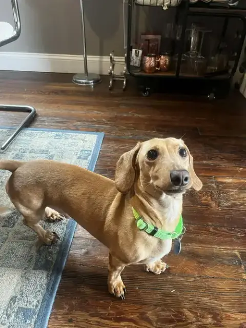 Louie photo 2