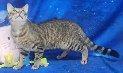 260146 Bobcat photo 3