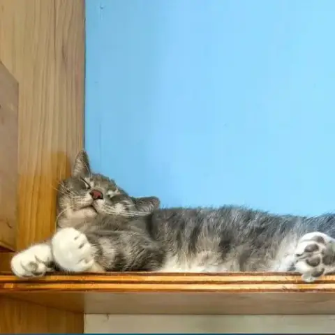 Snuggler