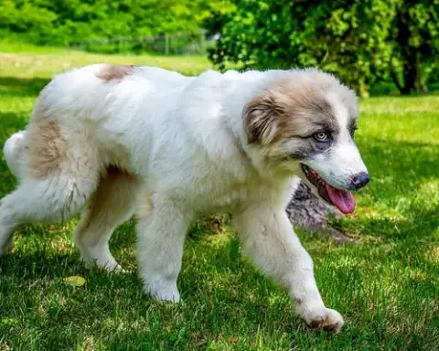 Puppy Sweetheart photo 4