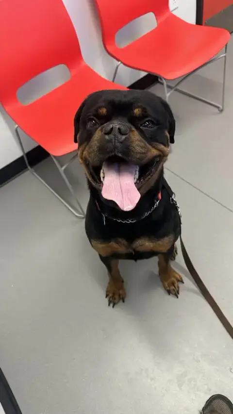 Reign Beau Bear