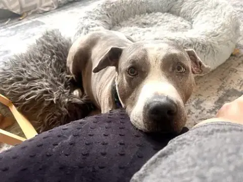 Taz