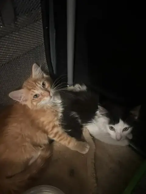 Felix photo 5