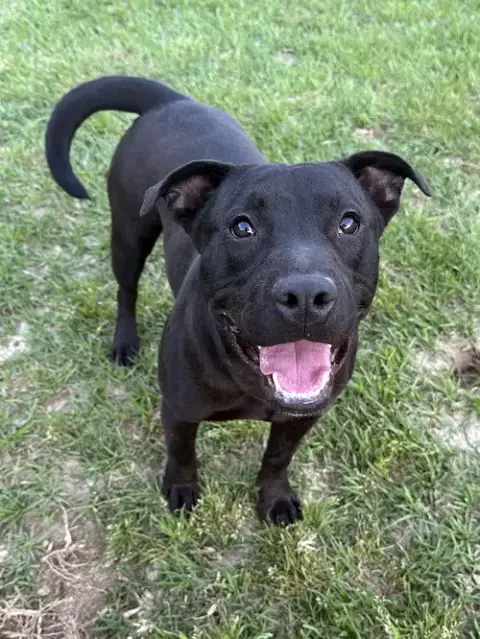 Toby