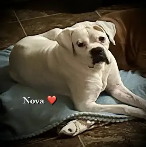 Nova Ii photo 4