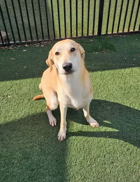Rupert- $75 Adoption Fee! Diamond Dog! photo 4
