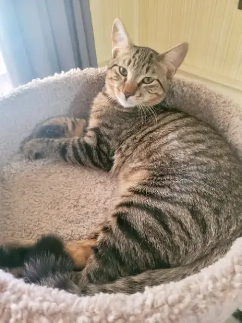 C211 Litter Joey photo 2