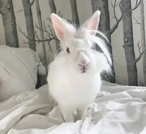 Ears Mckenzie