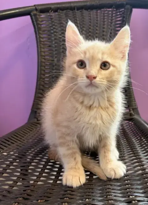 Lewis * In Foster *